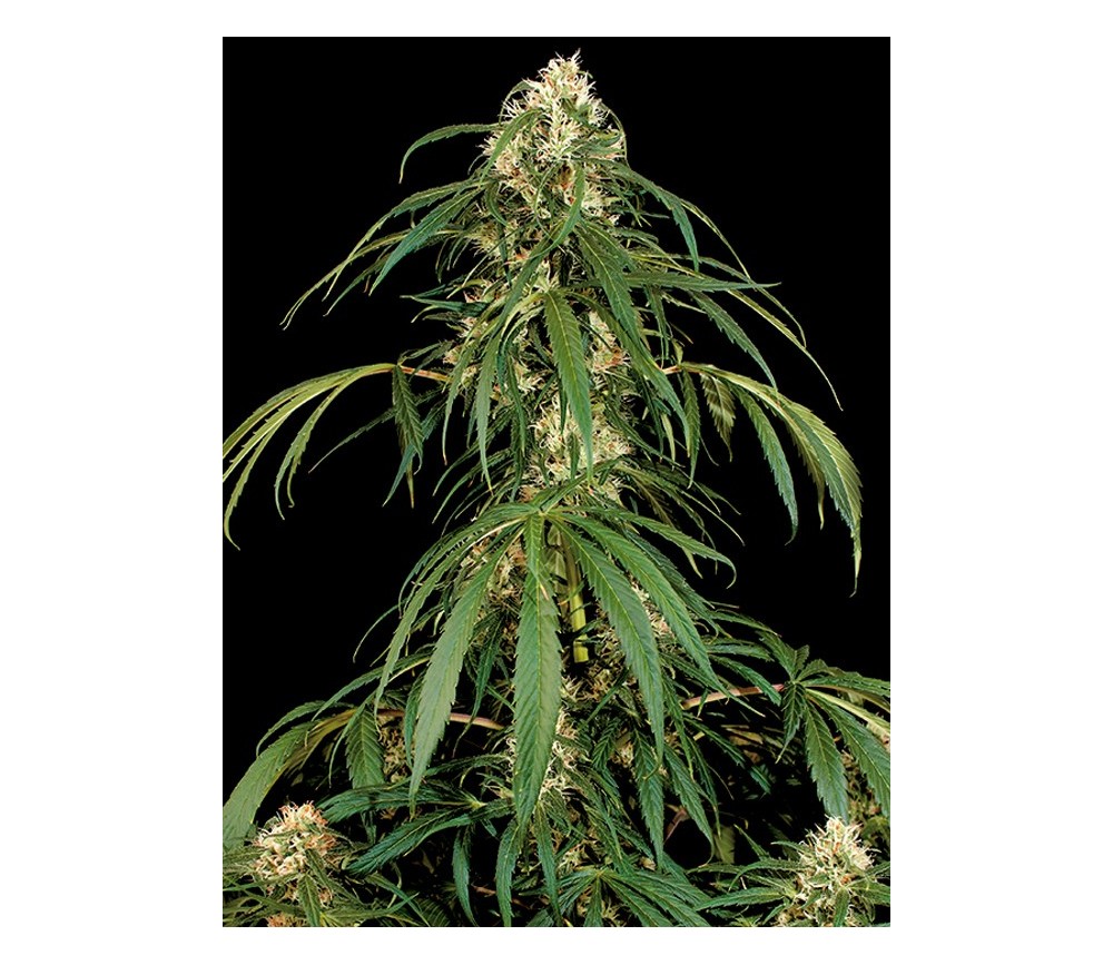 Super Silver Dinafem Seeds