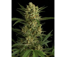 Magnum semillas autoflorecientes de Buddha Seeds - Growlet