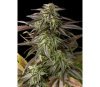 Blue Cheese Dinafem Seeds