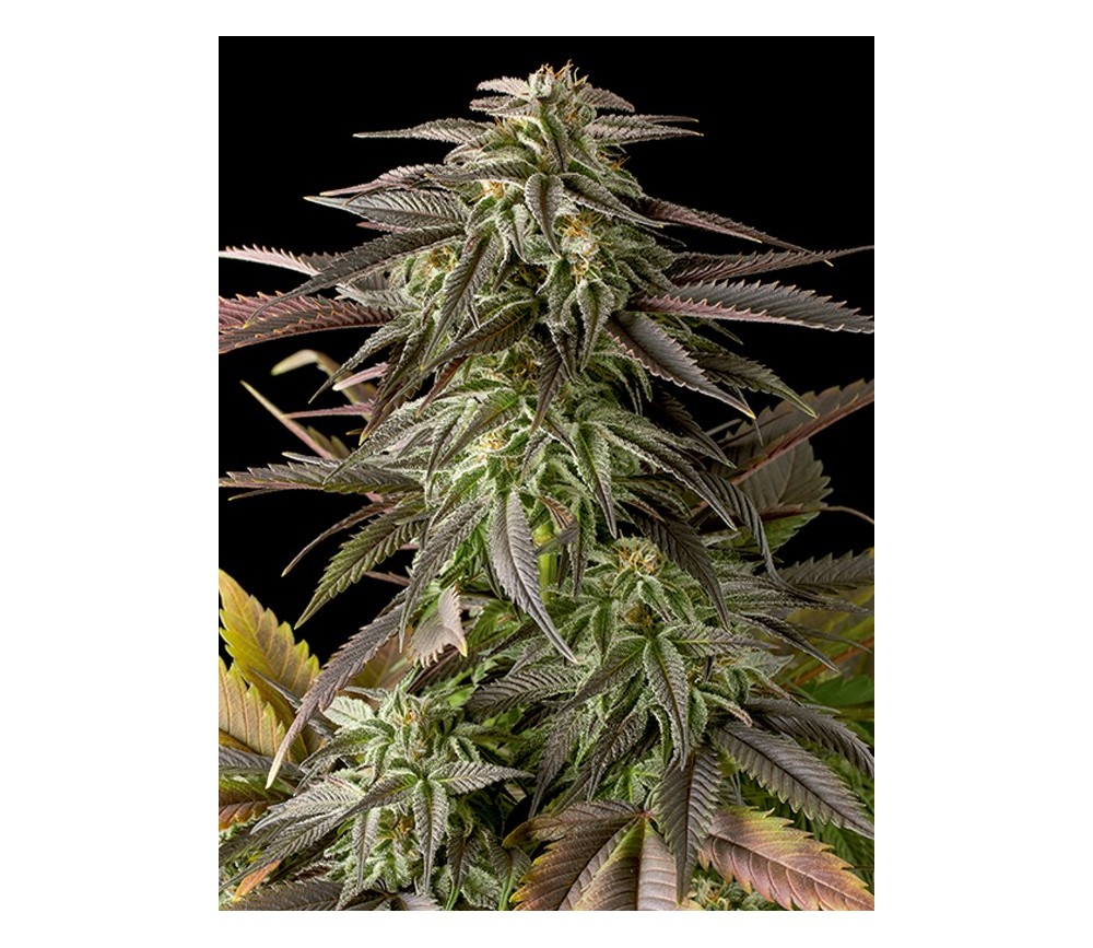 Blue Cheese Dinafem Seeds