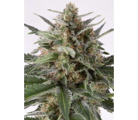 Critical + Auto Dinafem Seeds