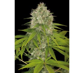 Power Kush Dinafem Seeds