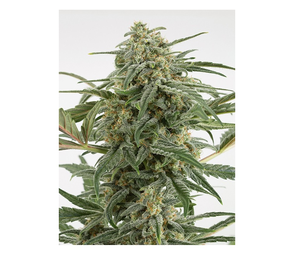 Critical 2.0 Auto Dinafem Seeds