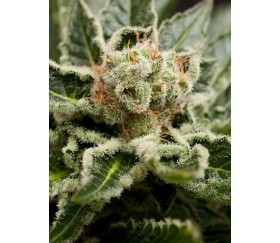 Shark Attack Dinafem Seeds