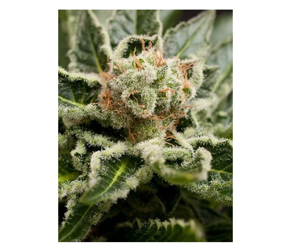 Shark Attack Dinafem Seeds