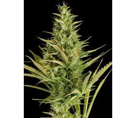 Cheese XXL Auto Dinafem Seeds