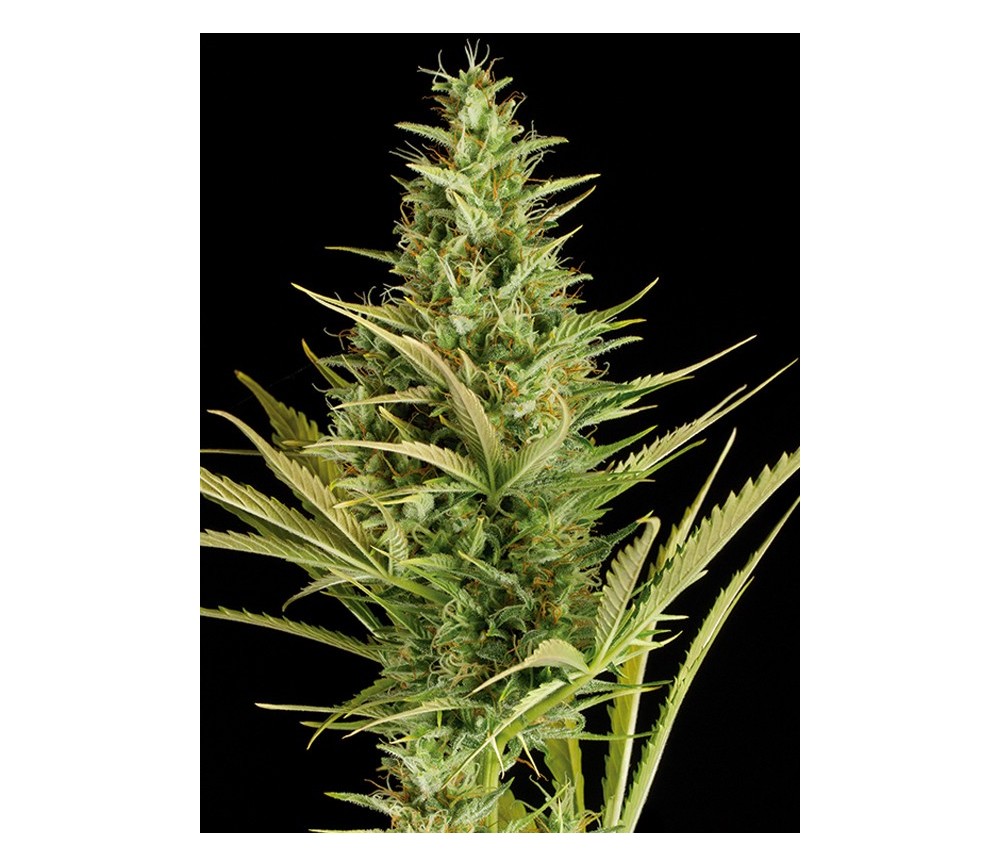 Cheese XXL Auto Dinafem Seeds