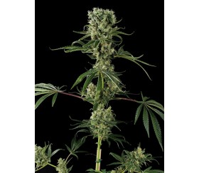 Moby Dick 2 Dinafem Seeds