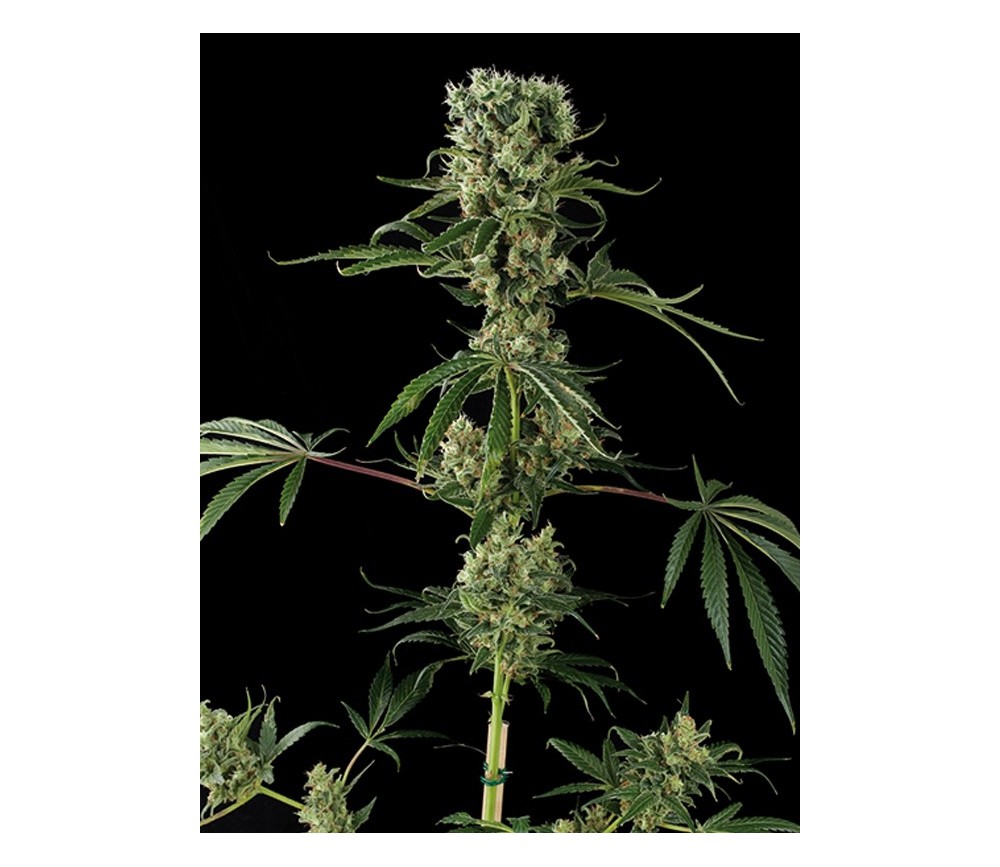 Moby Dick 2 Dinafem Seeds