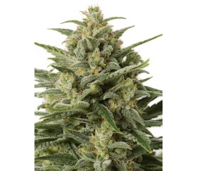 White Widow XXL Auto Dinafem Seeds