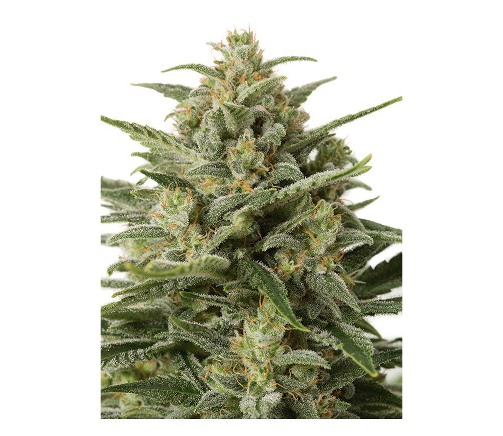 White Widow XXL Auto Dinafem Seeds