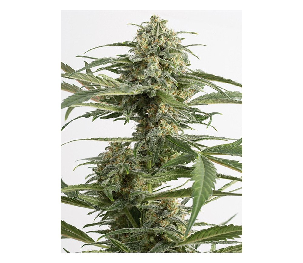 Critical Cheese Auto Dinafem Seeds