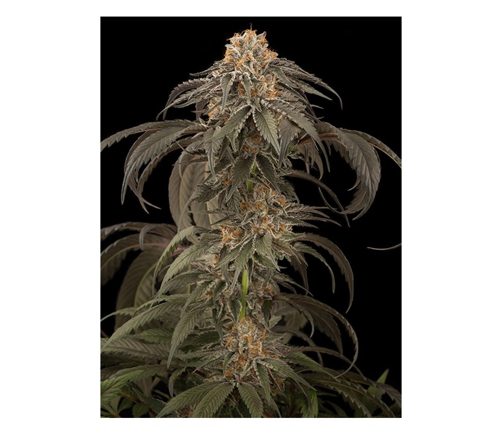 Purple Afghan Kush Dinafem Seeds