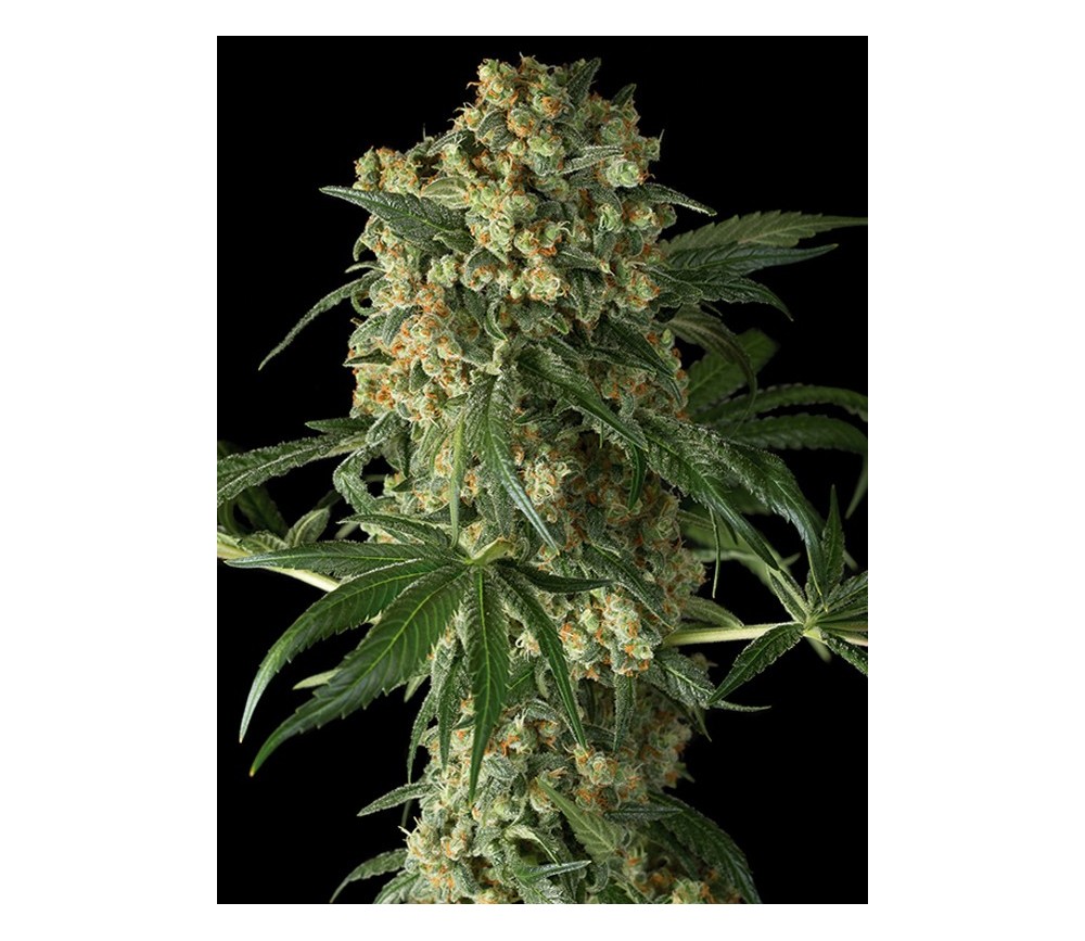 Big Kush Dinafem Seeds