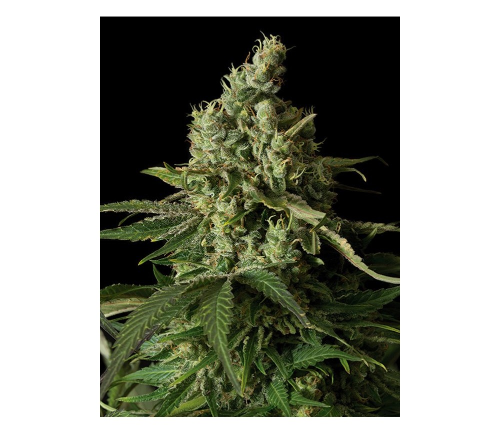 Moby Dick CBD Dinafem Seeds