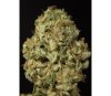 Dinamex Auto Dinafem Seeds