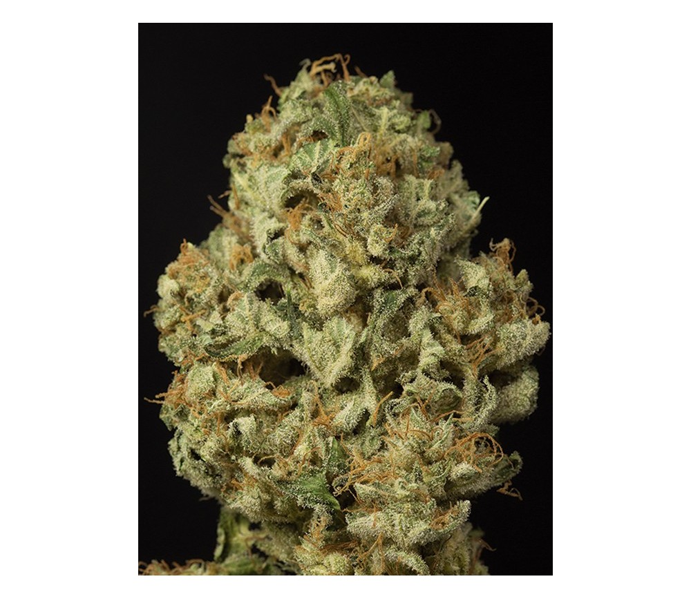 Dinamex Auto Dinafem Seeds