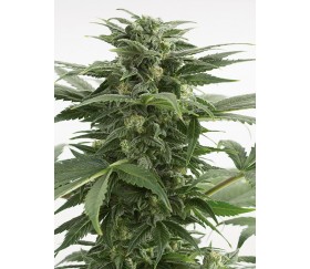 Haze XXL Auto Dinafem Seeds