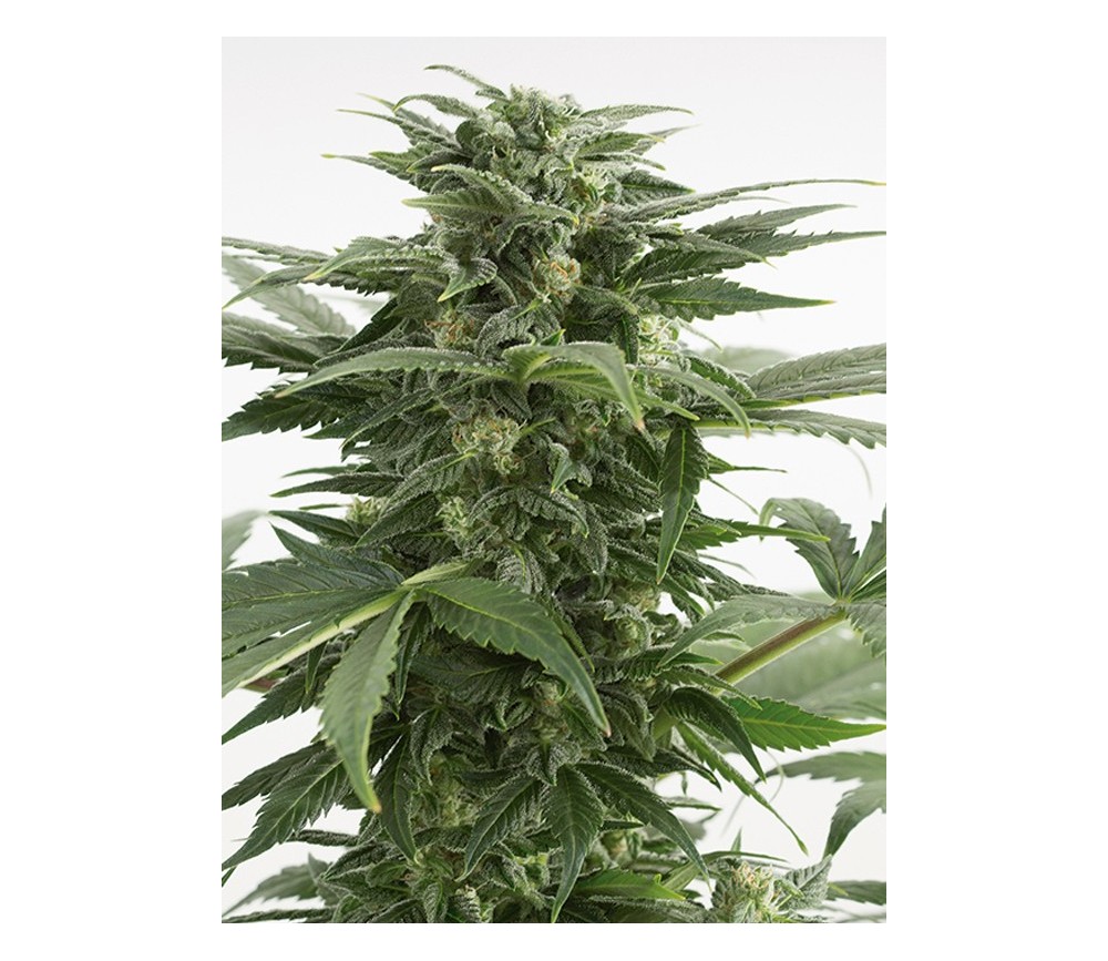 Haze XXL Auto Dinafem Seeds