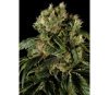 Santa Sativa Dinafem Seeds