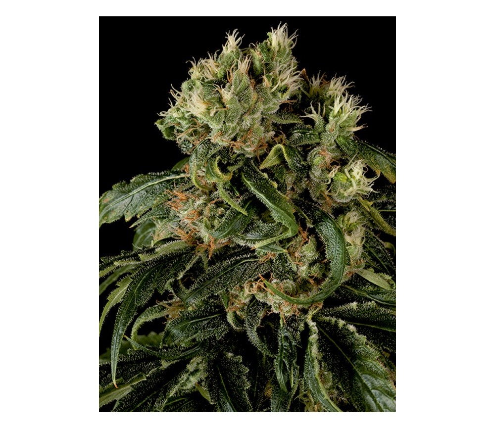 Santa Sativa Dinafem Seeds