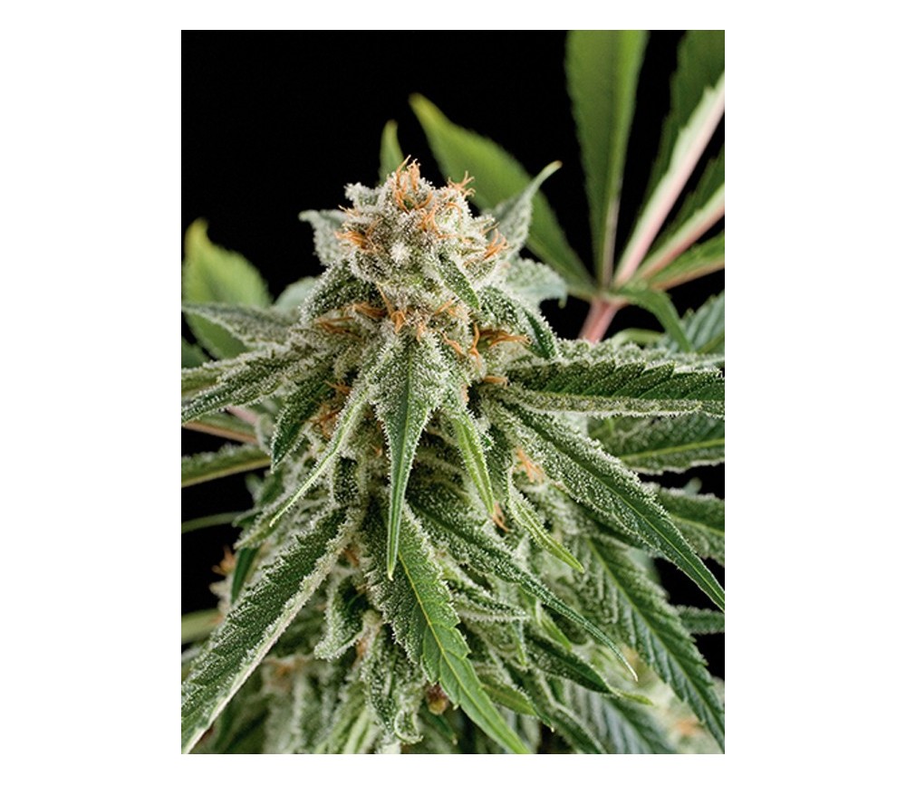 Royale Haze Dinafem Seeds