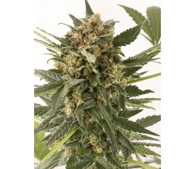 Kush n Cheese Auto Dinafem Seeds