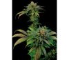 Blue Widow Dinafem Seeds