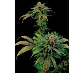 Blue Widow Dinafem Seeds