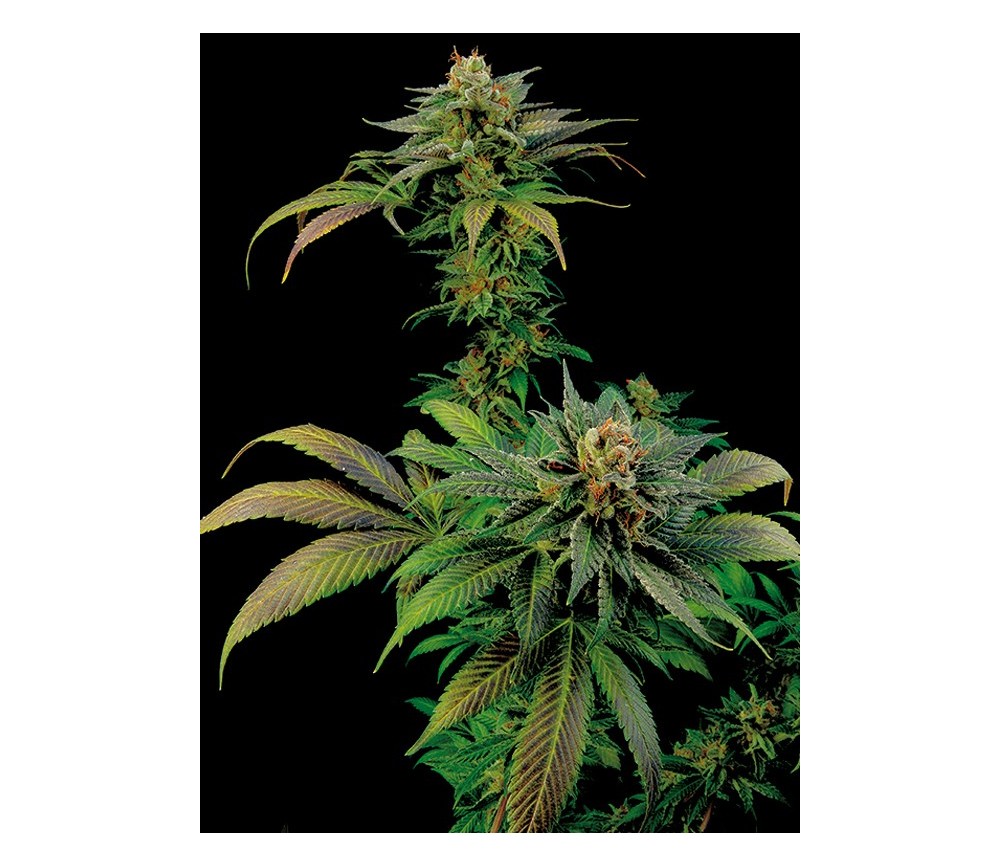 Blue Widow Dinafem Seeds