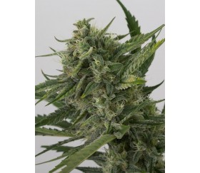 OG Kush Auto Dinafem Seeds