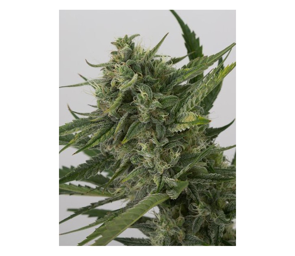 OG Kush Auto Dinafem Seeds