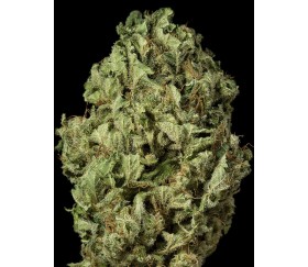 Sour Diesel Auto Dinafem Seeds