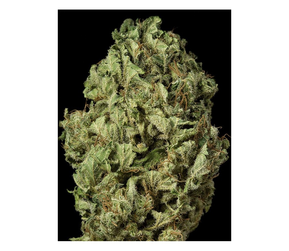 Sour Diesel Auto Dinafem Seeds