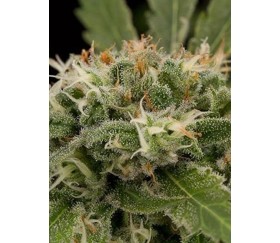 Strawberry Amnesia Dinafem Seeds