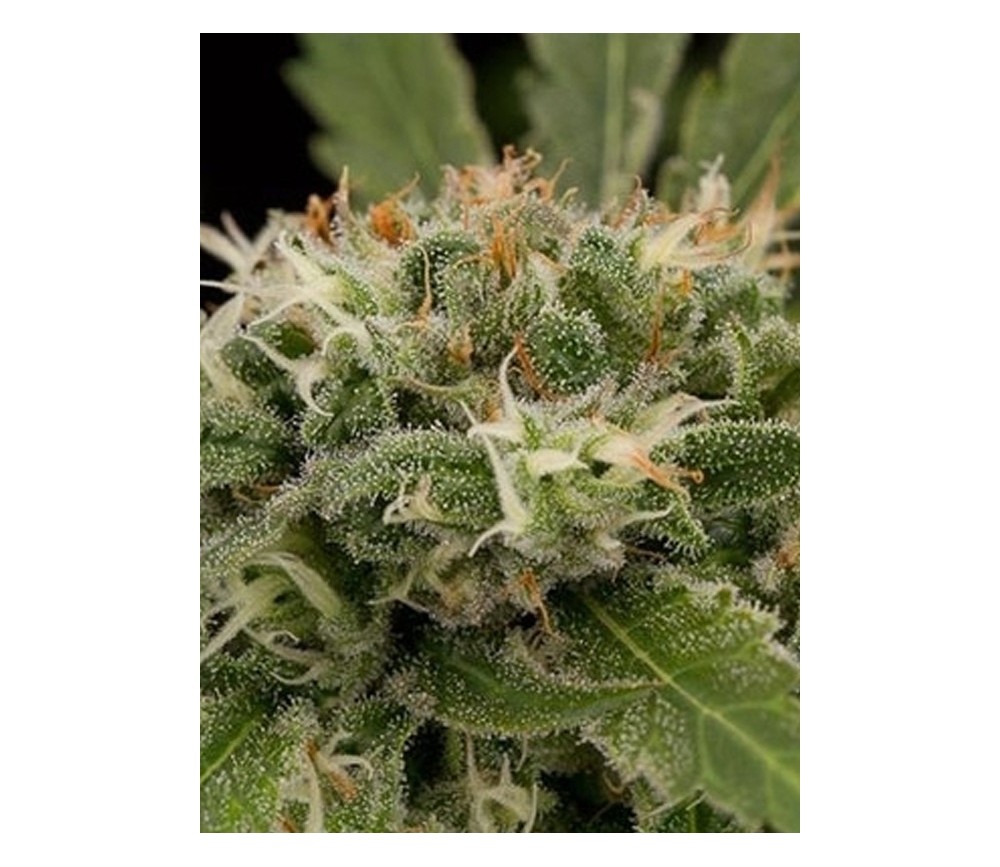 Strawberry Amnesia Dinafem Seeds