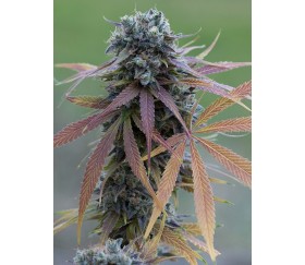 Blue Kush Auto Dinafem Seeds