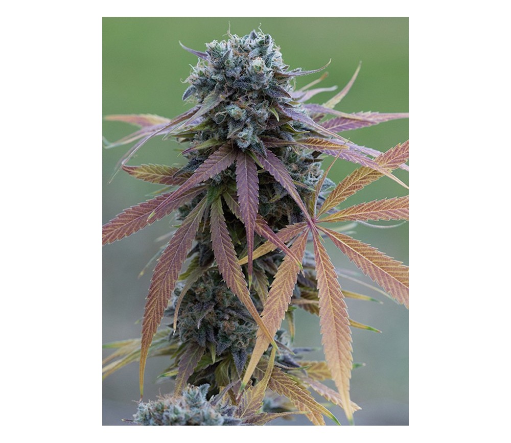 Blue Kush Auto Dinafem Seeds