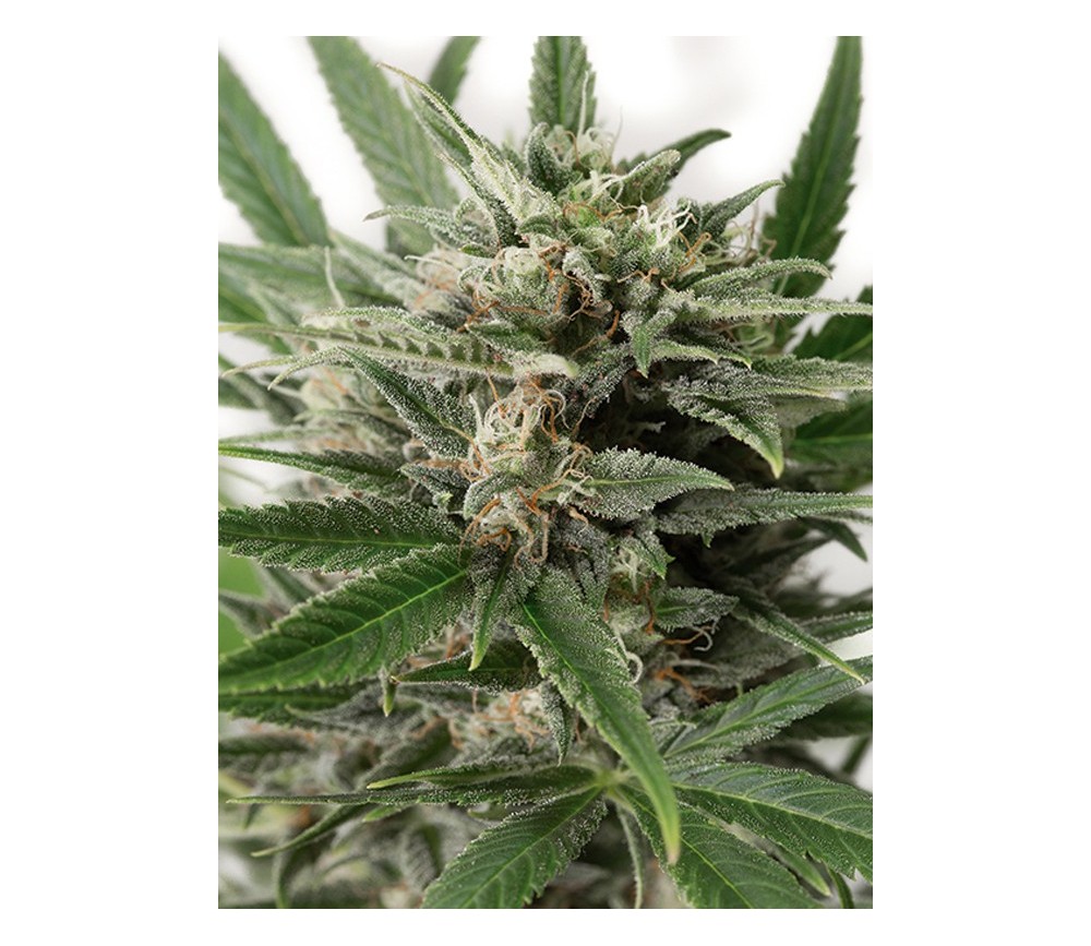 Blue Amnesia XXL Auto Dinafem Seeds