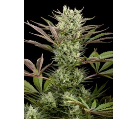 Deep Cheese Dinafem Seeds