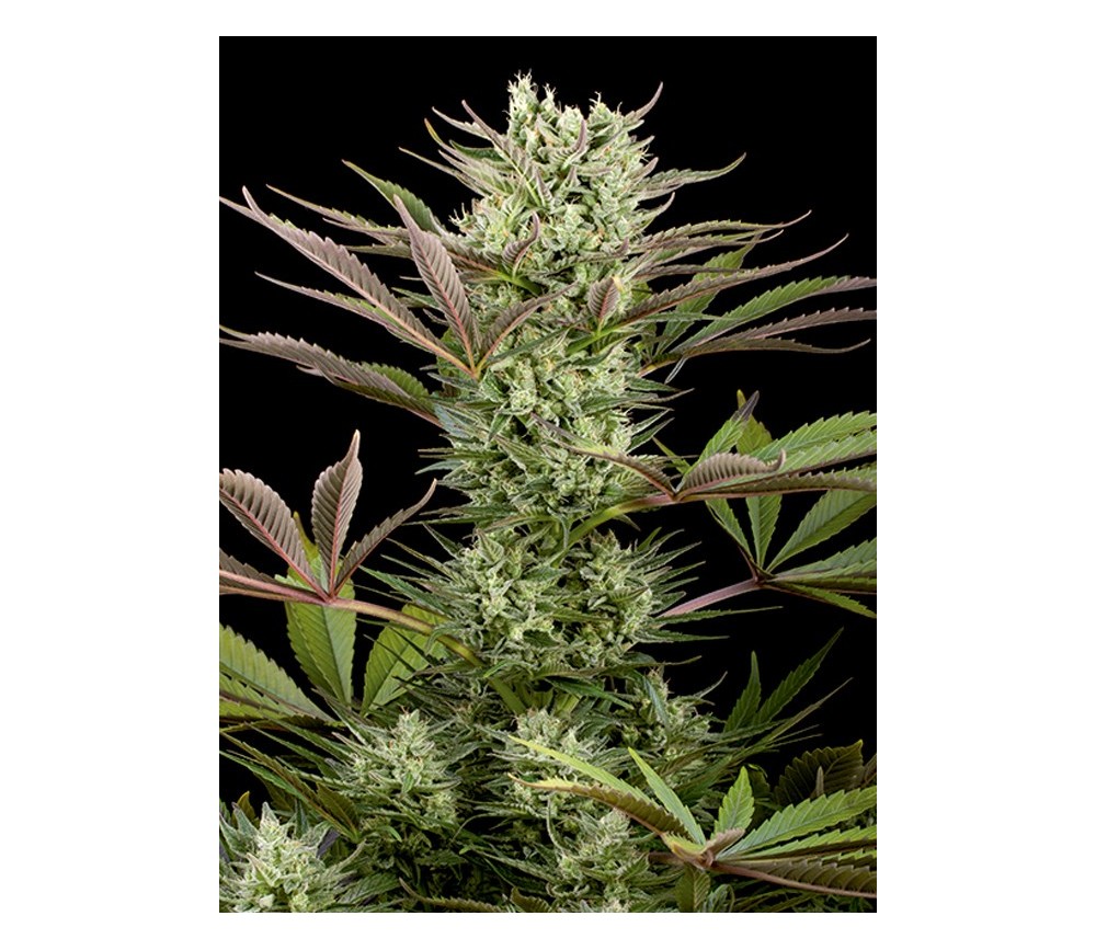 Deep Cheese Dinafem Seeds