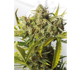 Blue Critical Auto Dinafem Seeds