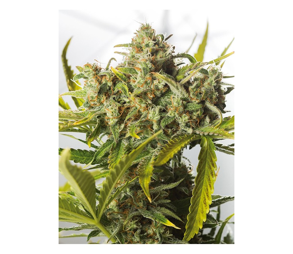 Blue Critical Auto Dinafem Seeds