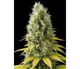 Shark Shock CBD Dinafem Seeds