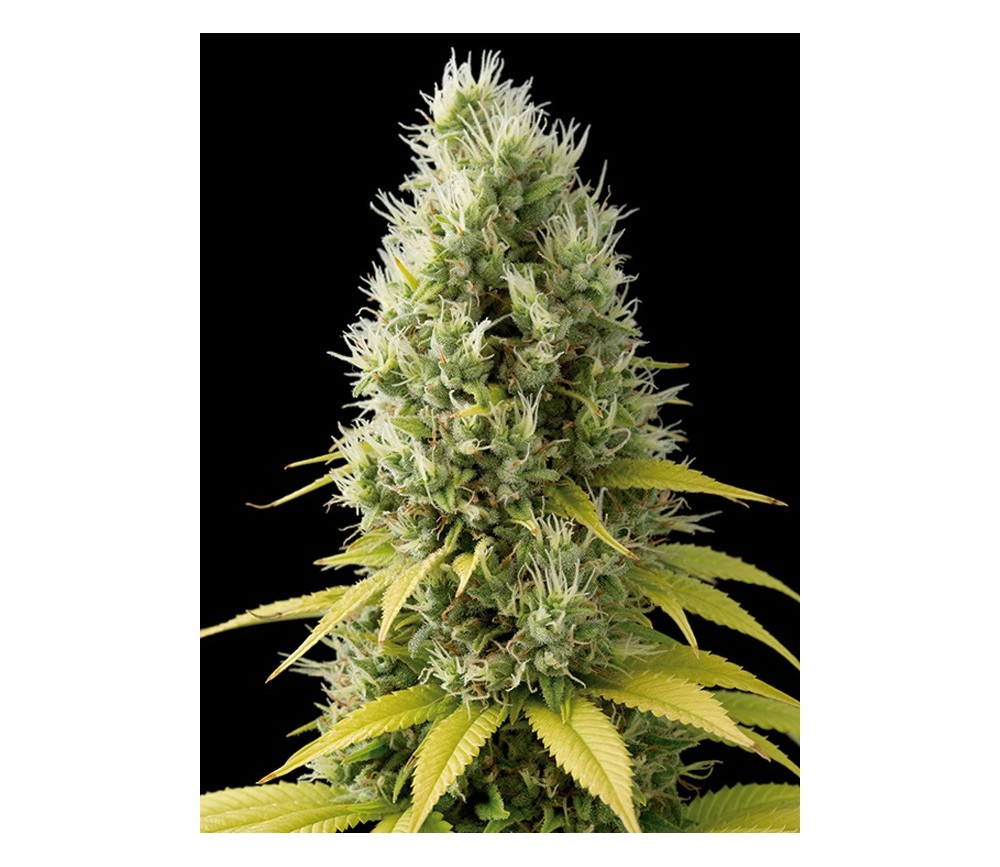 Shark Shock CBD Dinafem Seeds