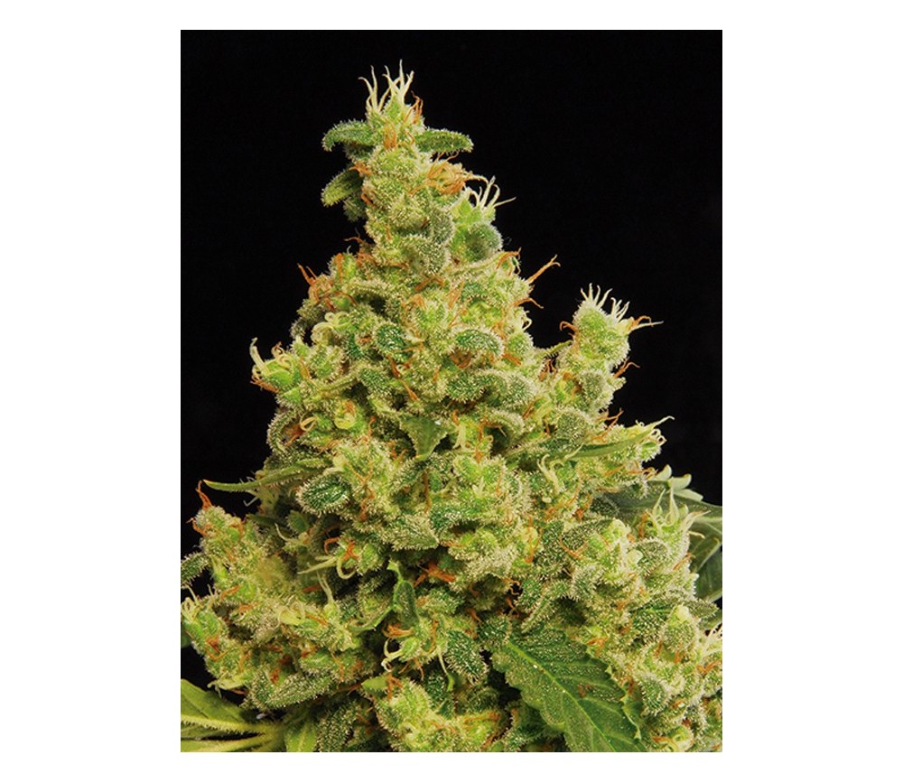 Blue Hash Dinafem Seeds