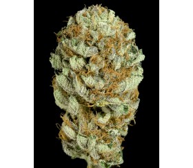 Blue Kush Dinafem Seeds