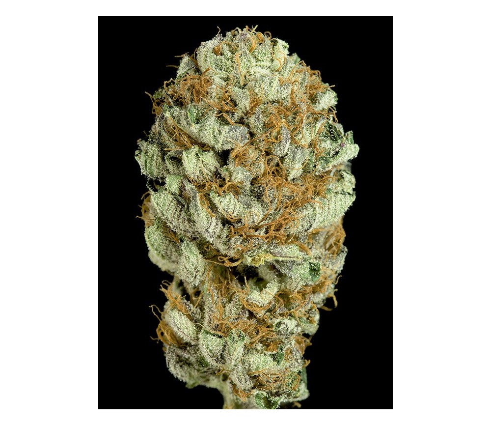 Blue Kush Dinafem Seeds