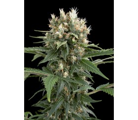 Blue Thai Dinafem Seeds