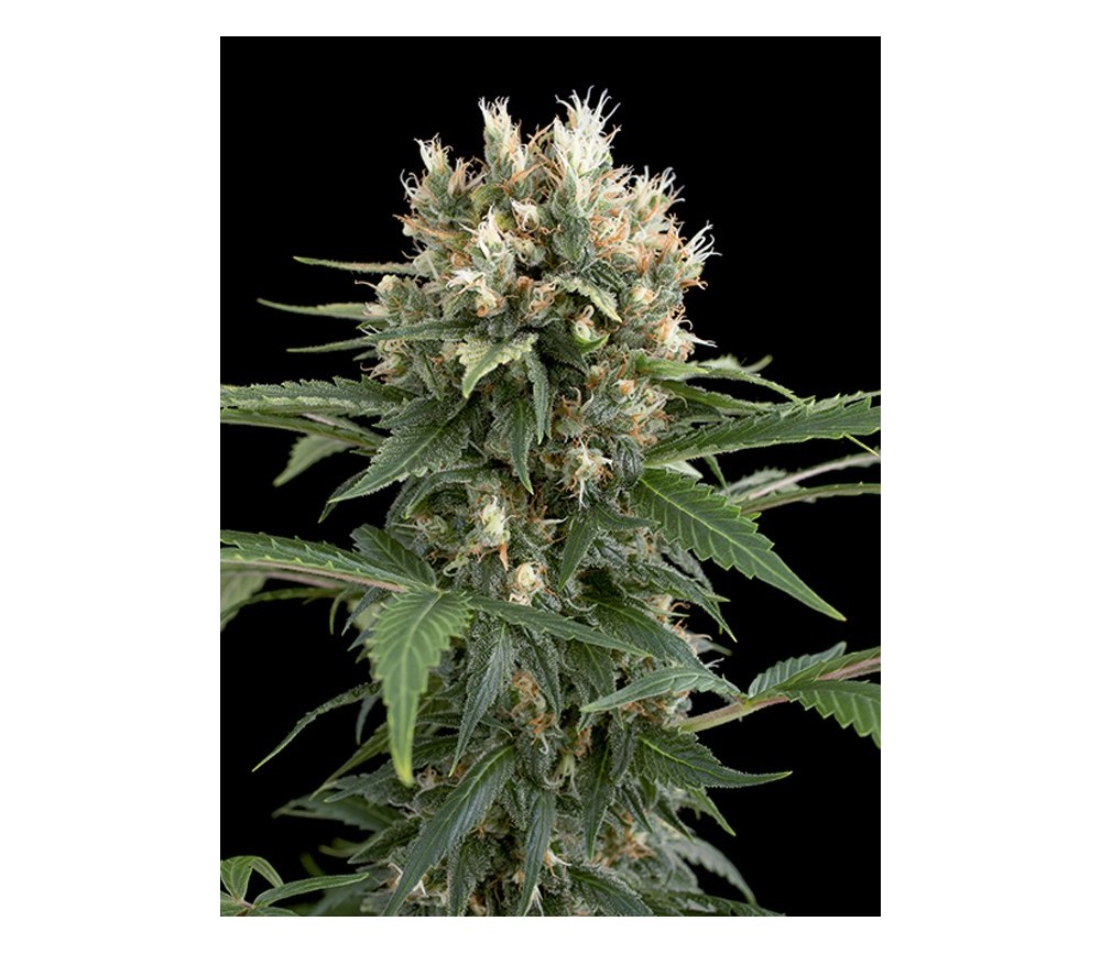 Blue Thai Dinafem Seeds